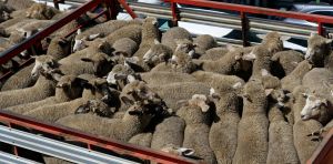 Thousands of sheep and cows die in trucks and saleyards every year. They need better protection