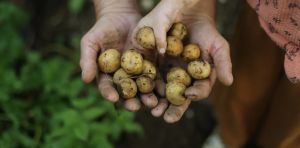 How did we learn which plants are safe to eat? 2 food scientists explain