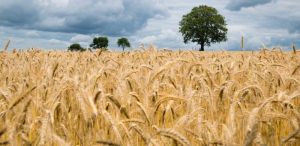 When Wheat Becomes The Wrong Crop