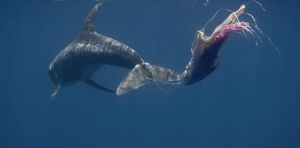 Entanglement injuries cause prolonged suffering for whales and dolphins – early intervention is crucial