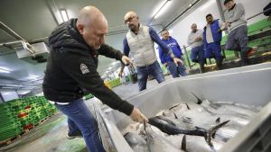 El primer bonito del norte se hace de rogar: la rula avilesina aguarda para la subasta del 