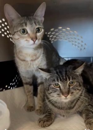 Searching for the Lost Kanaani Cats of Israel