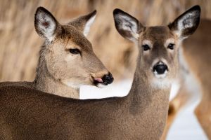The Editorial Board: Poloncarz is justified in exercising his judgment on hunting issue