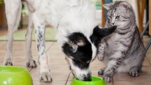 Dürfen Hunde Katzenfutter essen?