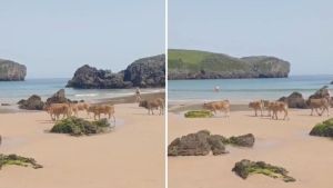 Las vacas van a la playa: las insólitas imágenes de un grupo de 