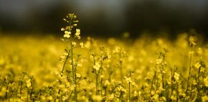 Rising geoplitical tensions show why Canada’s agri‑food trade strategy needs to change