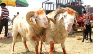 Eid Meat Banks and Eidi Scholarships