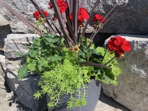 GARDEN CLIPPINGS: Using thrillers, fillers and spillers in containers