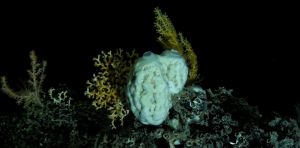 Deep‑sea sponges survive in complete darkness in ways we didn’t know before