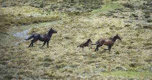 I love my horse like family. But this species has no business in a precious national park