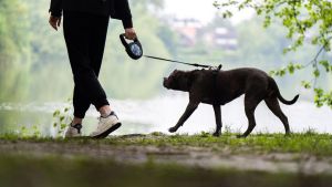 Volkertshausen will kein günstiger Meldeort für Kampfhunde sein