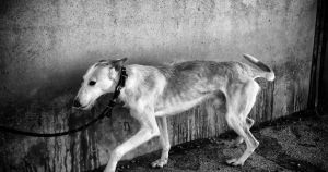 «Une seule violence» : femmes, enfants et animaux en danger, même combat ?