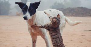 A Deep Dive Into Why Being Fluent in “Cat” and “Dog” Is Key