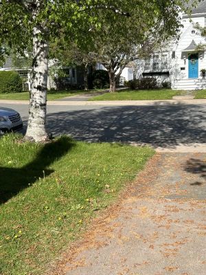 A Walk in the Woods: The miracle and nuisance of tree pollen