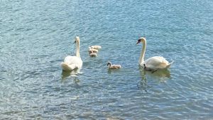 Rätsel am Rhein: Neue Schwanenfamilie in Obersäckingen, doch warum sind zwei der Küken weiß?