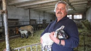 Erst fast ausgerottet, jetzt selbst gefährlicher Jäger: Raben greifen Lämmer an