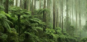 Australia’s old environment laws were a box‑ticking exercise. Sadly, the new ones could be too