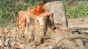 “mid-day Opinion: Replant trees only if chopping can’t be avoided”