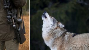 Hundar ska inte mista livet – för nöjes skull