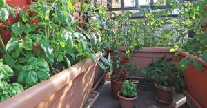 Your Garden Doesn't Have to Struggle Through Summer. The Secret Is in How You Hold the Water