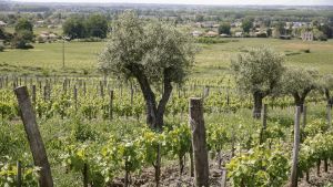 Face à une canicule historiquement précoce, cultures et élevages en périls