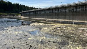 Warum gerade jetzt schwimmende Inseln den Schluchsee verändern