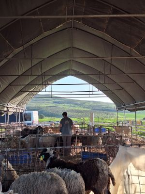Germinated by its founder’s trauma, growing farm network cultivates healing through work