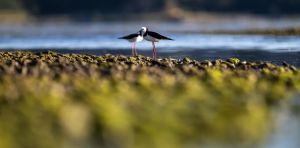NZ’s ‘light‑touch’ approach to voluntary carbon and nature markets may unlock finance but risks credibility