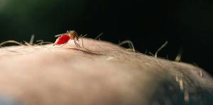 Mosquitoes learn to link the smell of DEET with a blood meal – new study