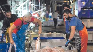 El bonito del norte calienta motores: Avilés se prepara para la subasta del pescado del verano