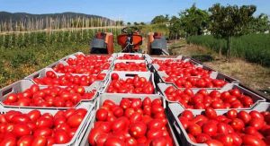 Il pomodoro italiano non chiede favori, chiede regole uguali