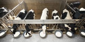 The Farm Bill Feeds Corporations, Not Communities
