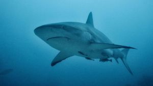Sub italiano attaccato e ucciso da uno squalo