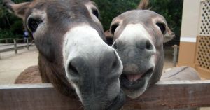 Why We Laugh—and Why It Is Good for Us