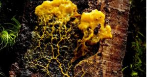 What Can Slime Molds Teach Psychologists About Learning?