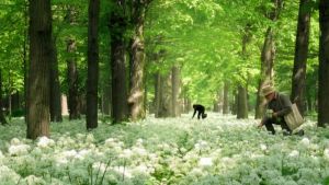 Caos e inciviltà al Parco di Monza: chili di aglio nei borsoni e c’è chi pianta e coltiva i peschi