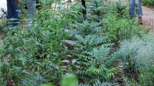 Giardino Alzheimer. Il primo spazio verde terapeutico in Italia in un’area aperta tutti