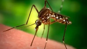 Zanzare, come usare i repellenti con efficacia: cosa svela l’ultimo studio /