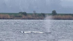 Karkas bultrug Timmy op land getrokken in Denemarken