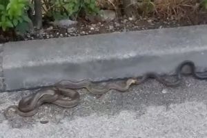 Uznemirujući snimci iz Sarajeva: Građani prijavili najezdu zmija kod hotela, stručnjaci otkrili o čemu je riječ (VIDEO)