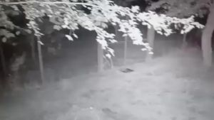 Un orso si aggira tra le case della Carnia: 