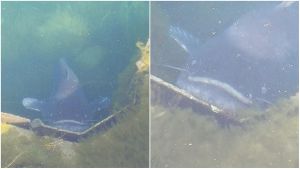 Iseo, un’apparizione a riva: enorme pesce siluro nuota in zona lungolago a caccia di agoni