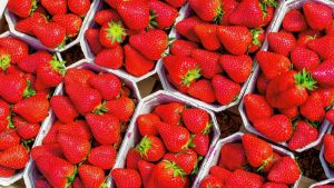 Frische Erdbeeren! Hier gibt es in der Region Felder zum Selberpflücken