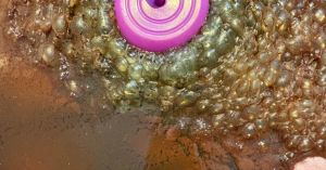 Persuasive Illusions and When Seeing Isn’t Believing