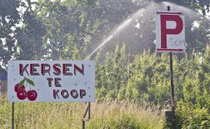 Hoe een manifest van de Federatie Vruchtgroente Organisaties de Nederlandse boeren voor de bus gooit