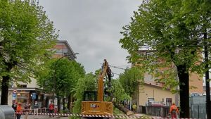 Belluno: il Consiglio di Stato ferma l’abbattimento degli alberi in via Feltre