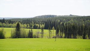 Politiikka | Lukijalta: Yhteisöveron metsäerä on olennainen osa alueellista tasa-arvoa
