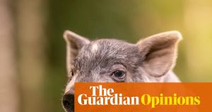 Fed up with being taken for granted? Spoilt pig syndrome could change your life