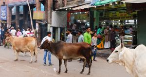 If the cow is sacred, should the law say so?