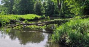 Large tree falls across river and blocks private cruiser
